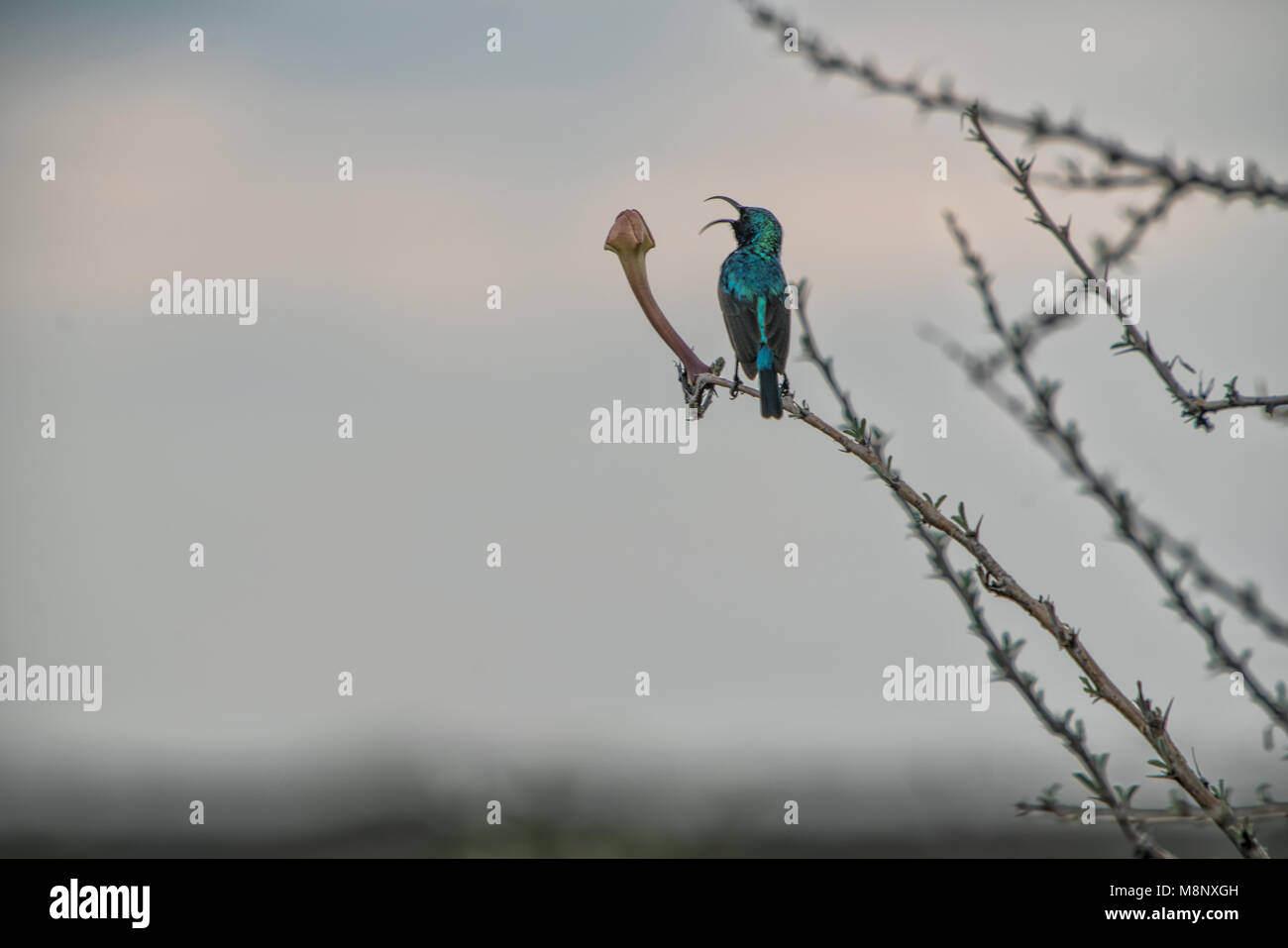 White-bellied Sunbird oben am Stamm des Baumes mit Blume. Stockfoto