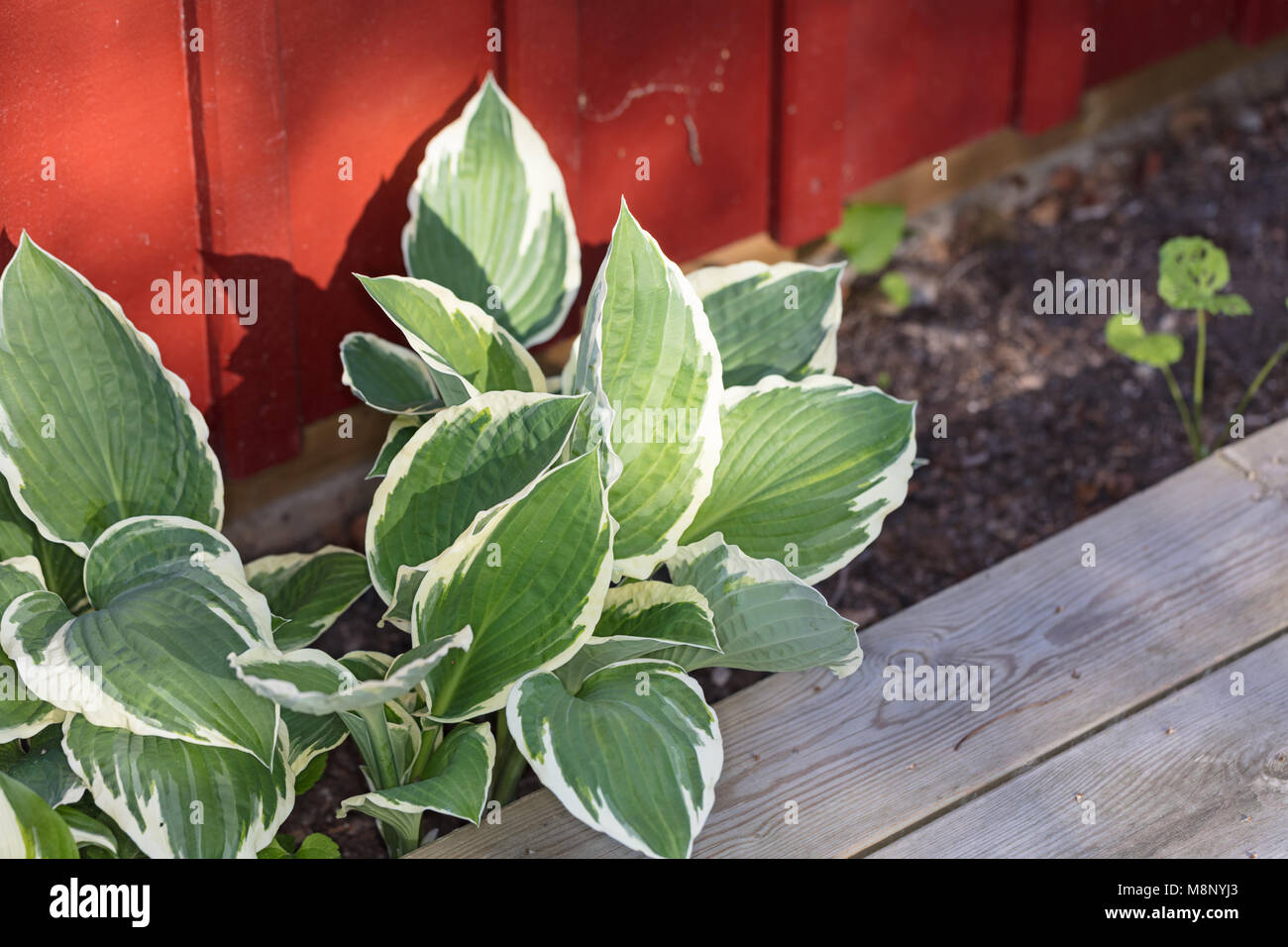 'Francee' Hosta, Funkia (Hosta undulata) Stockfoto