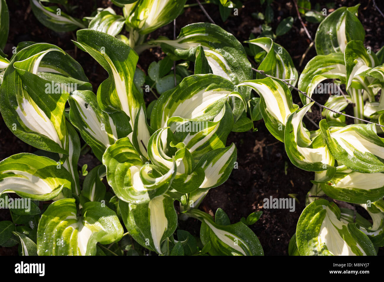 "Feuer und Eis" Hosta, Funkia (Hosta undulata) Stockfoto