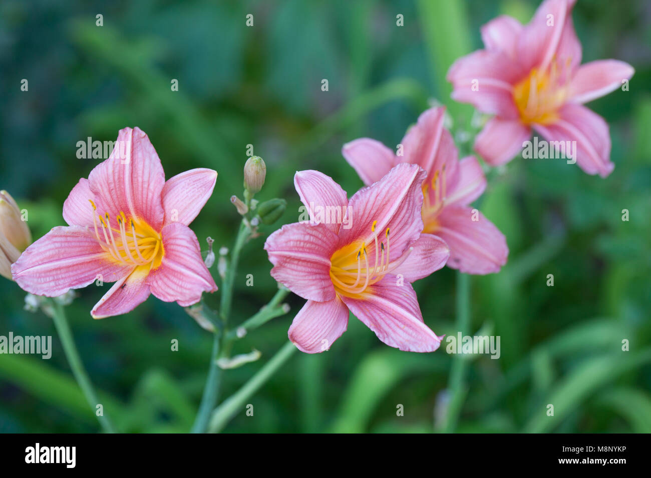 Taglilie /"Bed of Roses/" Daylily Hemerocallis