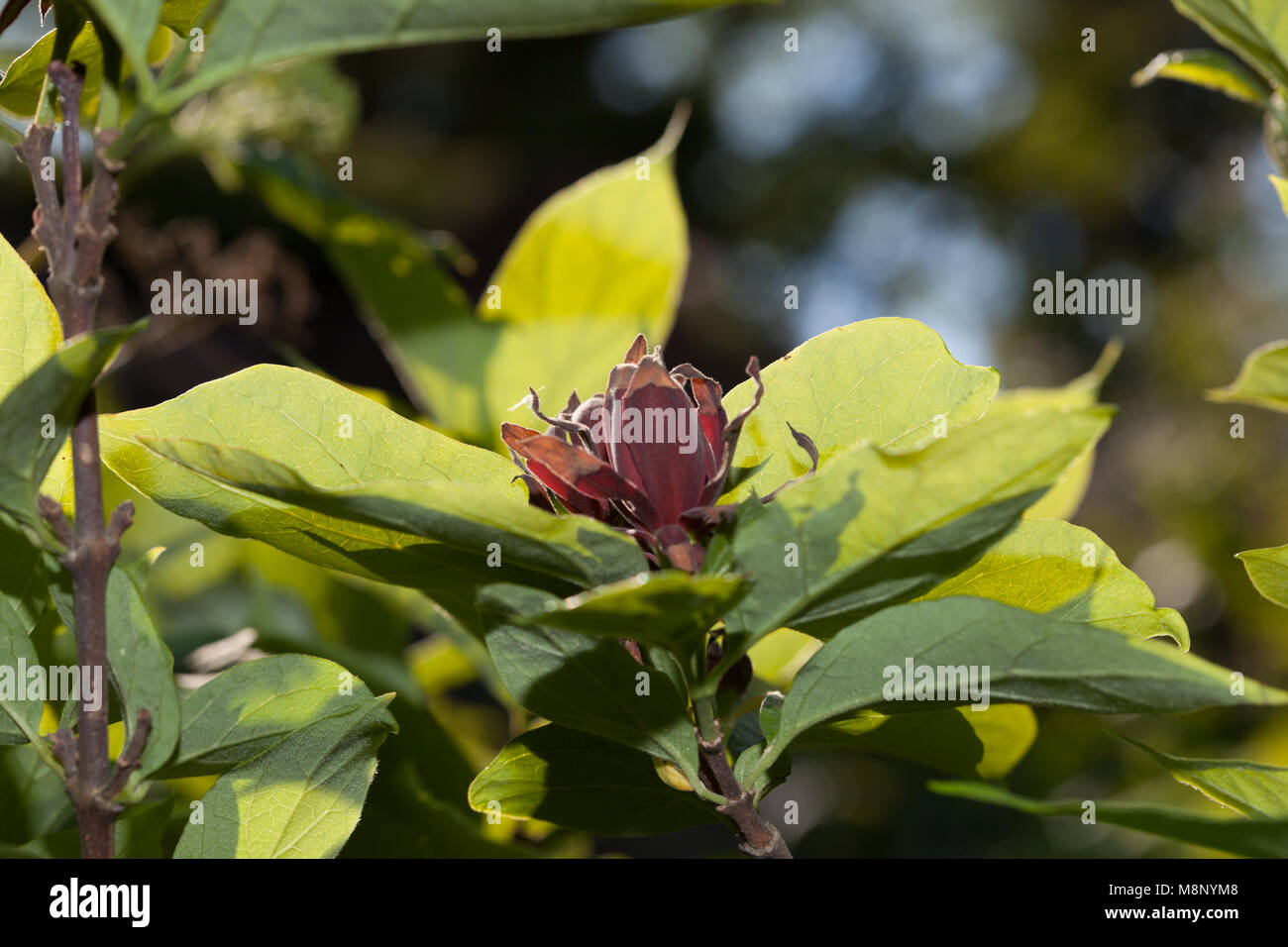 Carolina Sweetshrub, Hårig kryddbuske (Calycanthus floridus) Stockfoto