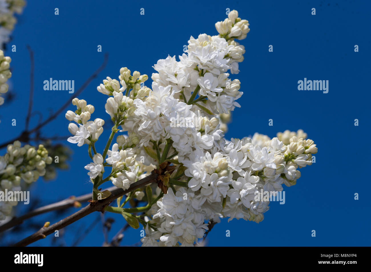 'Madame Lemoine', Flieder (Syringa vulgaris) Bondsyren Stockfoto