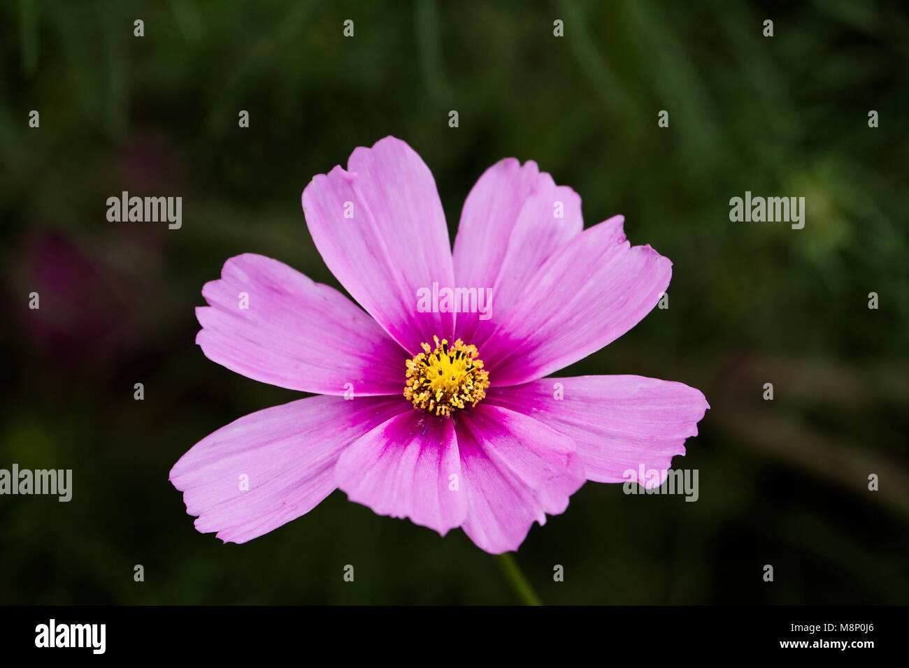 Ein rosa Cosmos Cosmos Bipinnatus, mit extrem geringer Tiefenschärfe. Stockfoto