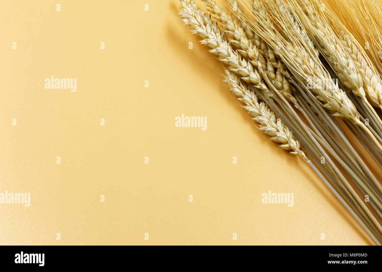 Ein dutzend Müsli Ohren auf eine glatte gelber Hintergrund mit Kopie Raum auf der linken Seite isoliert. Horizontal, flache Ansicht von oben. Stockfoto