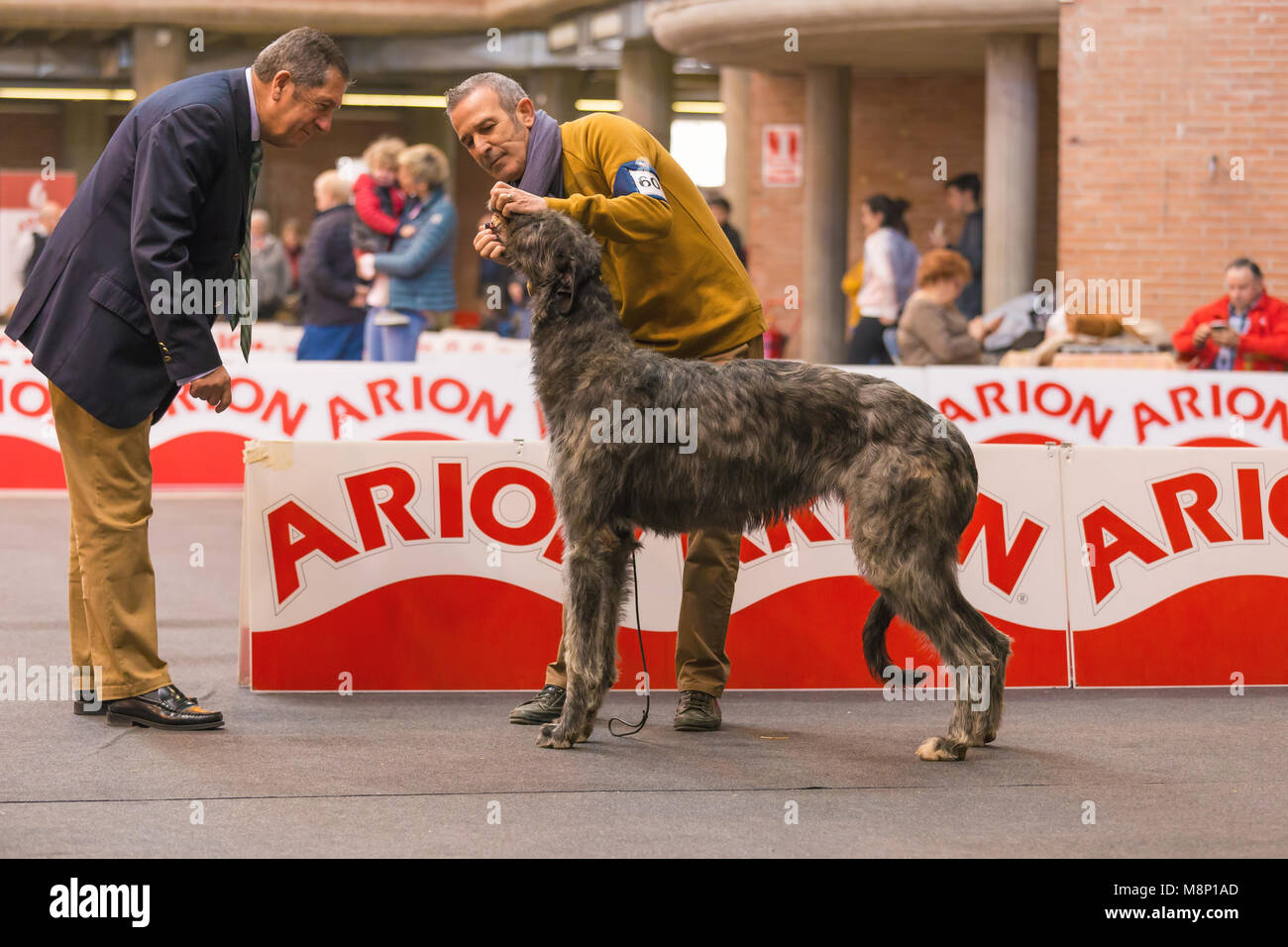 22. INTERNATIONALE HUNDEAUSSTELLUNG GIRONA März 17, 2018, Spanien, Scottish deerhound Stockfoto
