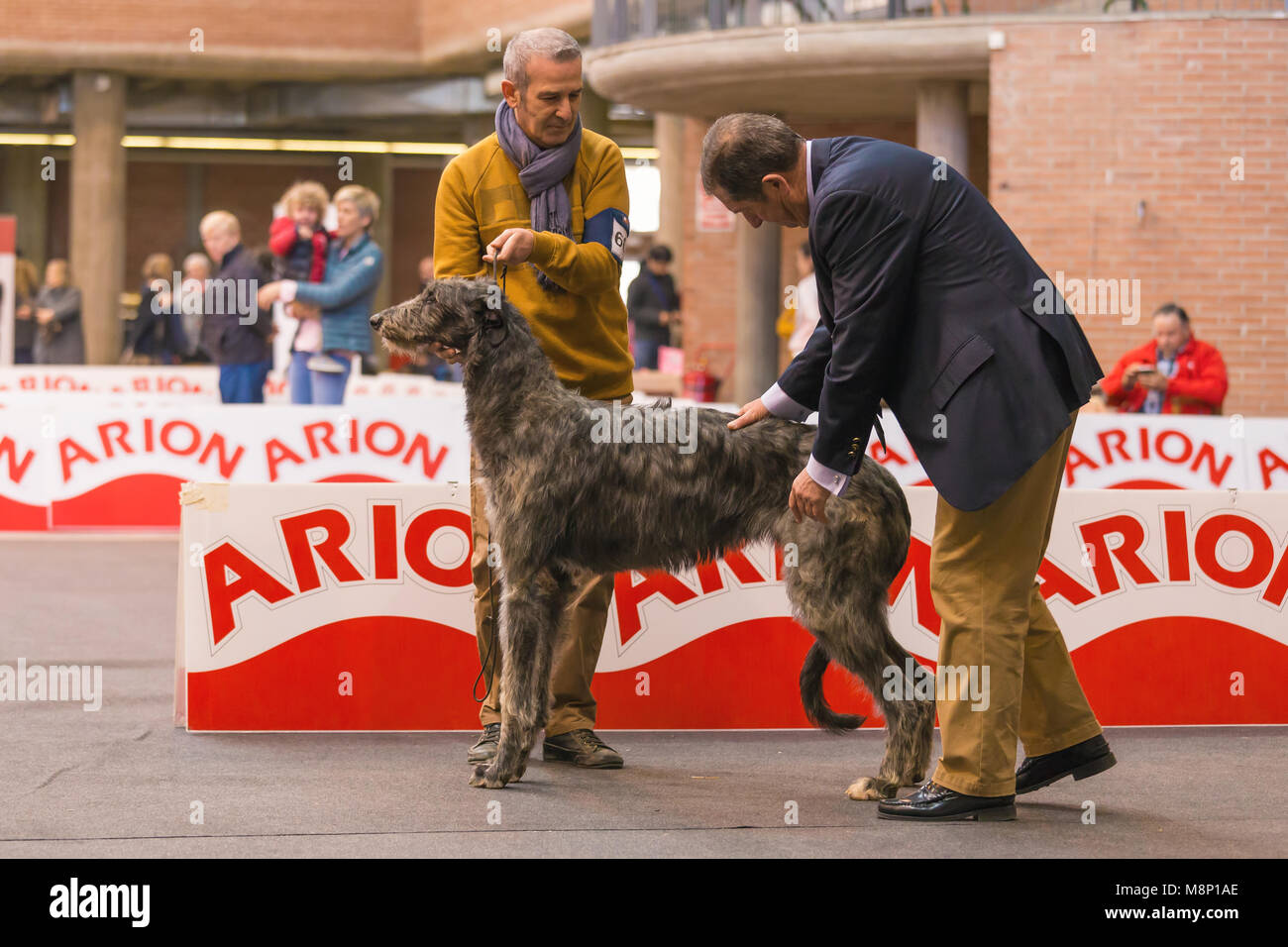 22. INTERNATIONALE HUNDEAUSSTELLUNG GIRONA März 17, 2018, Spanien, Scottish deerhound Stockfoto