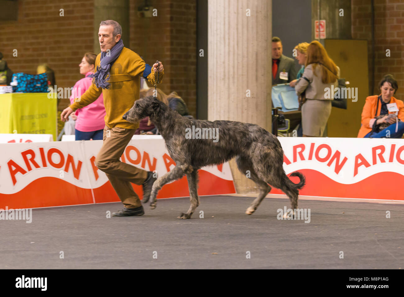 22. INTERNATIONALE HUNDEAUSSTELLUNG GIRONA März 17, 2018, Spanien, Scottish deerhound Stockfoto