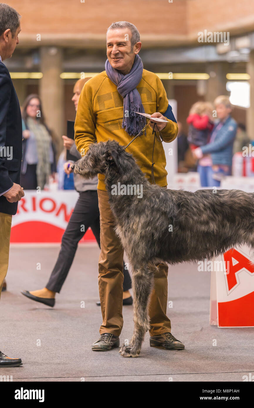 22. INTERNATIONALE HUNDEAUSSTELLUNG GIRONA März 17, 2018, Spanien, Scottish deerhound Stockfoto