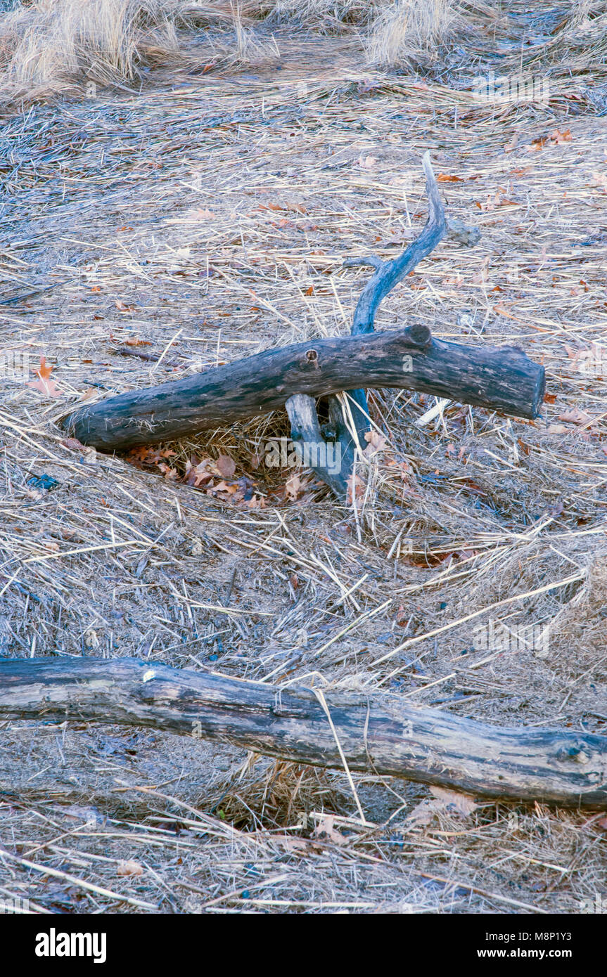 Driftwood gewaschen von stürmischen Meer. Stockfoto