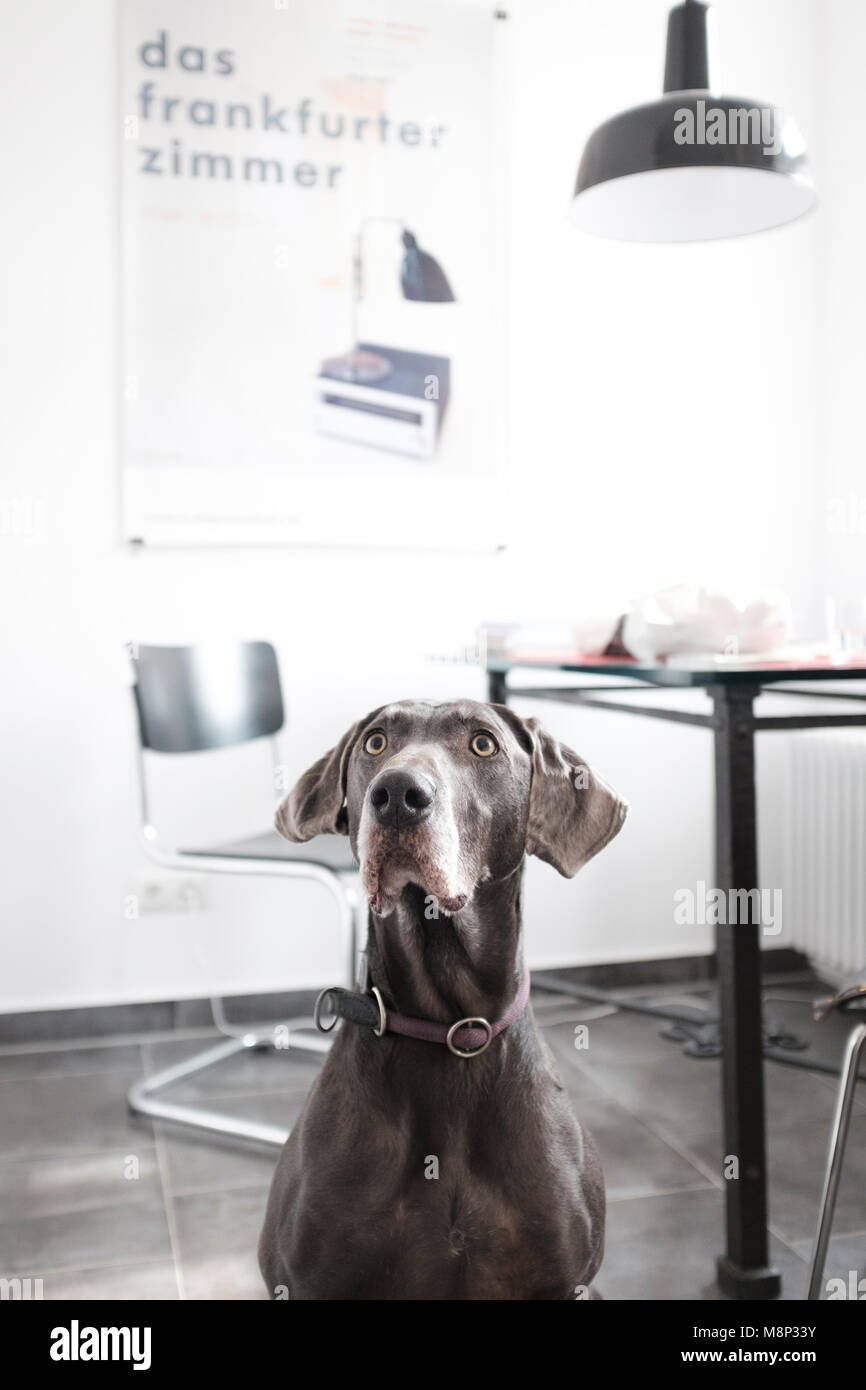 & Jahre alt Weimaraner Rassehund Stockfoto