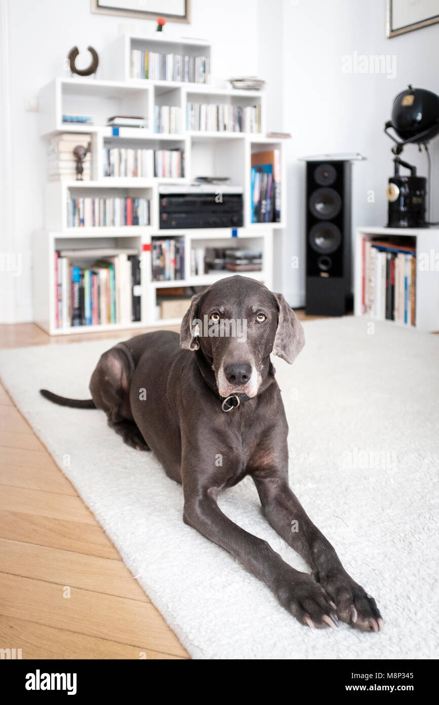Weimaraner Hund zu Hause Stockfoto