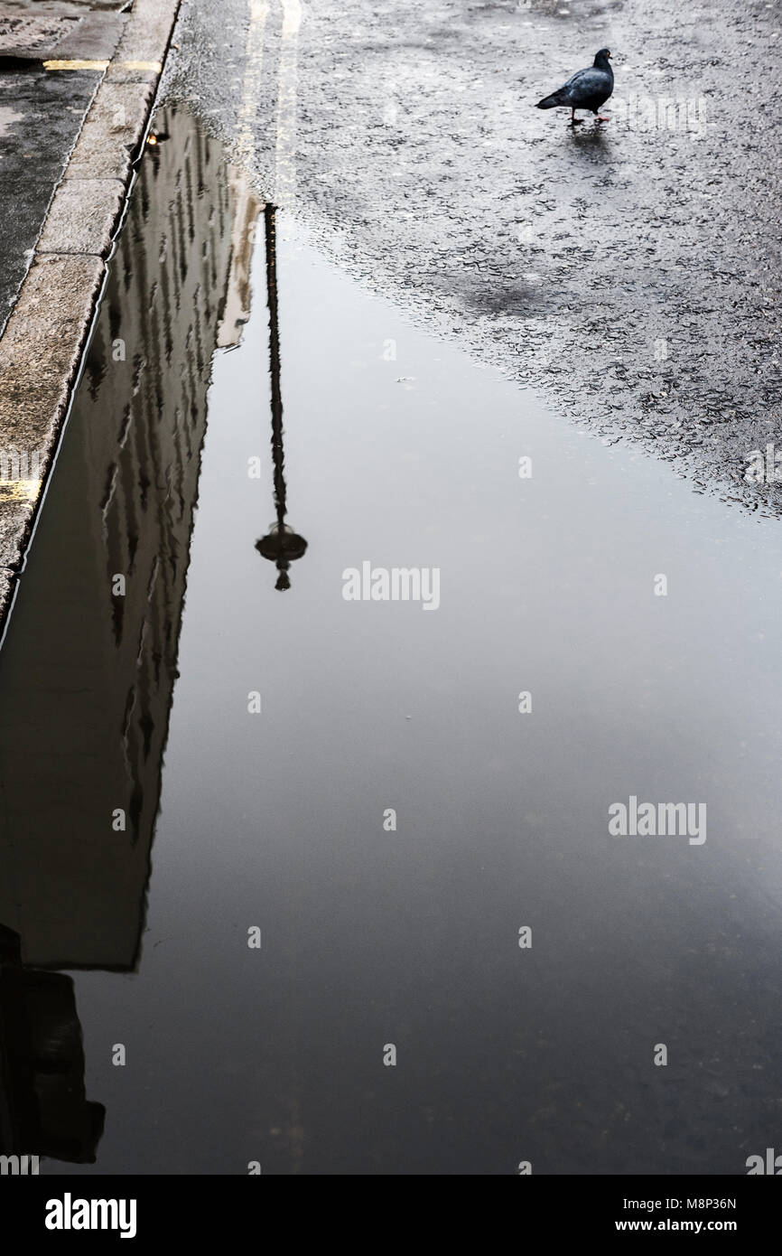 Nach dem Regen - Taube auf dem Street, Soho, London, England Stockfoto