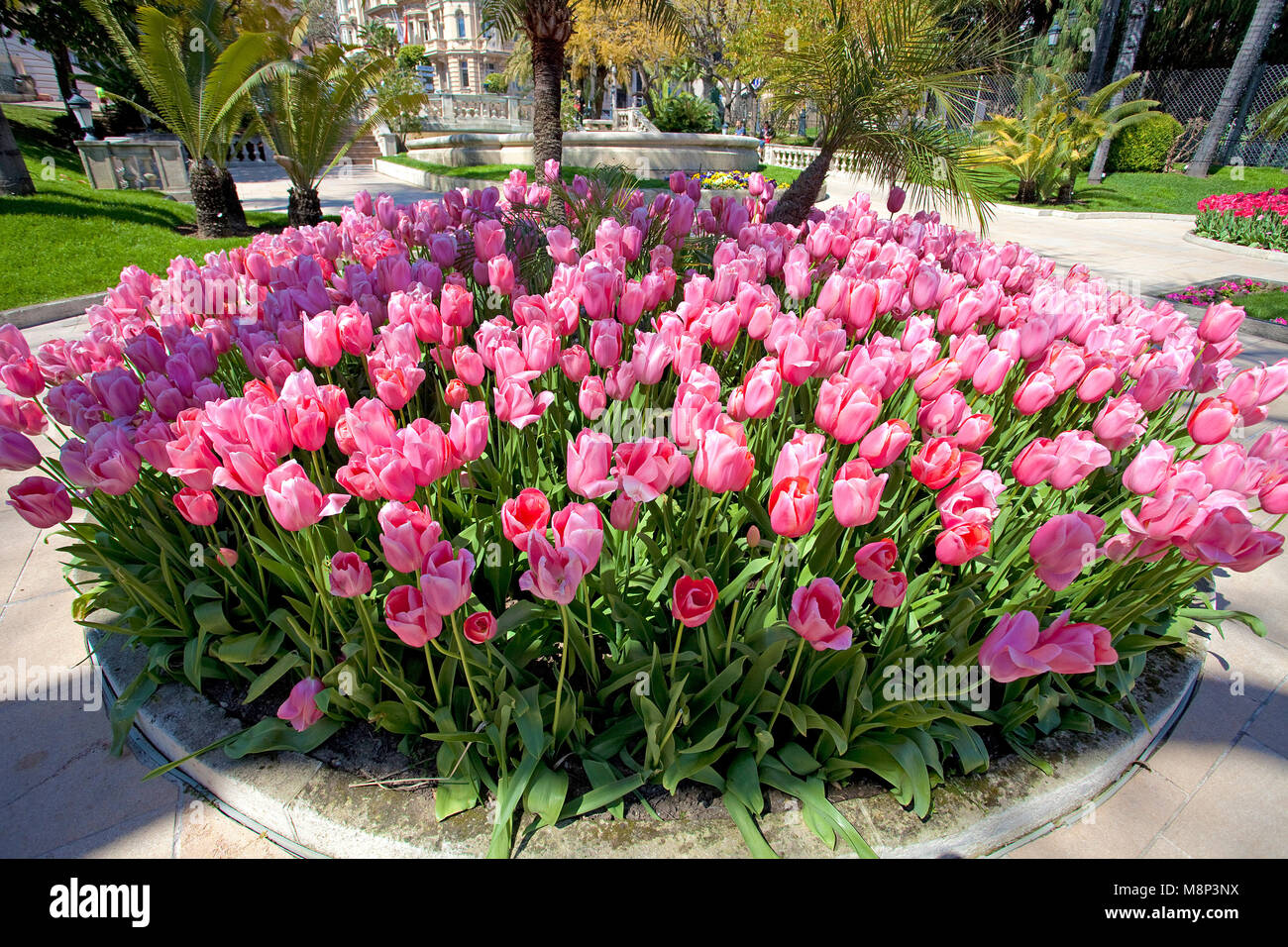Rosa blühende Tulpen (Tulipa sp.) im Park neben dem Casino Monte-Carlo, Place du Casino, Monte Carlo, Monaco, Côte d'Azur Stockfoto