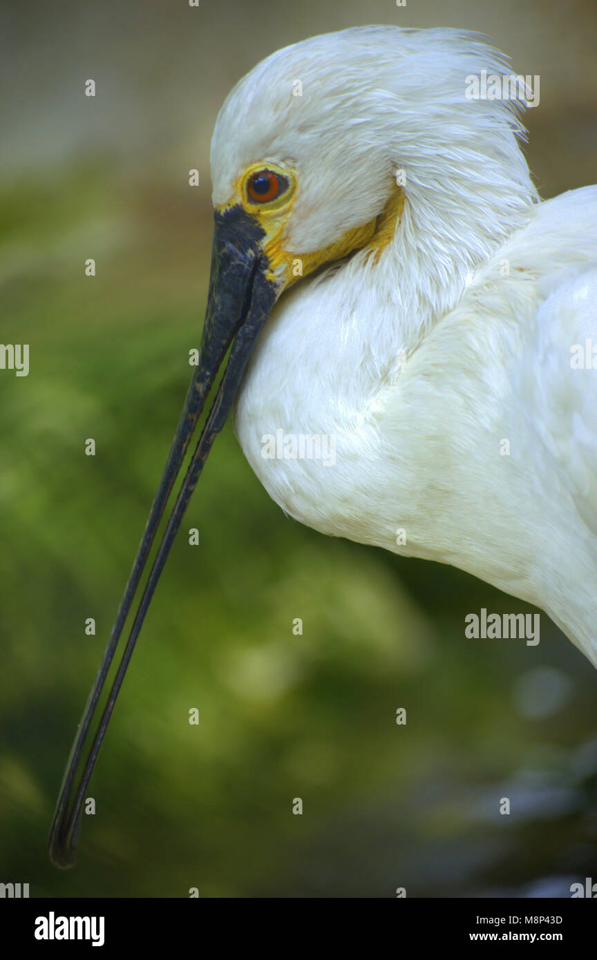 Die weiße gefiederte Vogel mit einem langen Schnabel Stockfoto