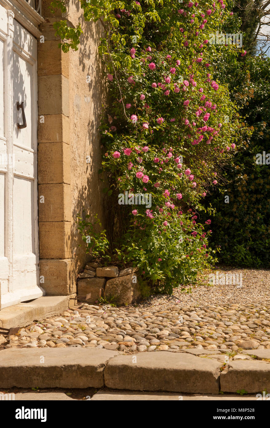 Camon, einem kleinen Ort im Ariège, ist voller Rosen - und feiert eine Rose Festival Ende Mai jeden Jahres. Stockfoto