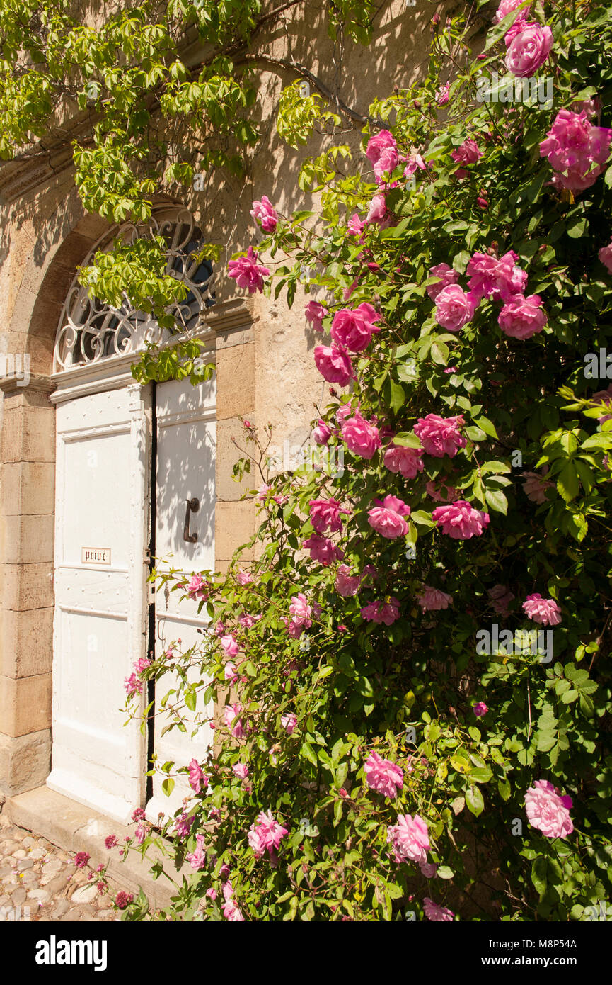 Camon, einem kleinen Ort im Ariège, ist voller Rosen - und feiert eine Rose Festival Ende Mai jeden Jahres. Stockfoto
