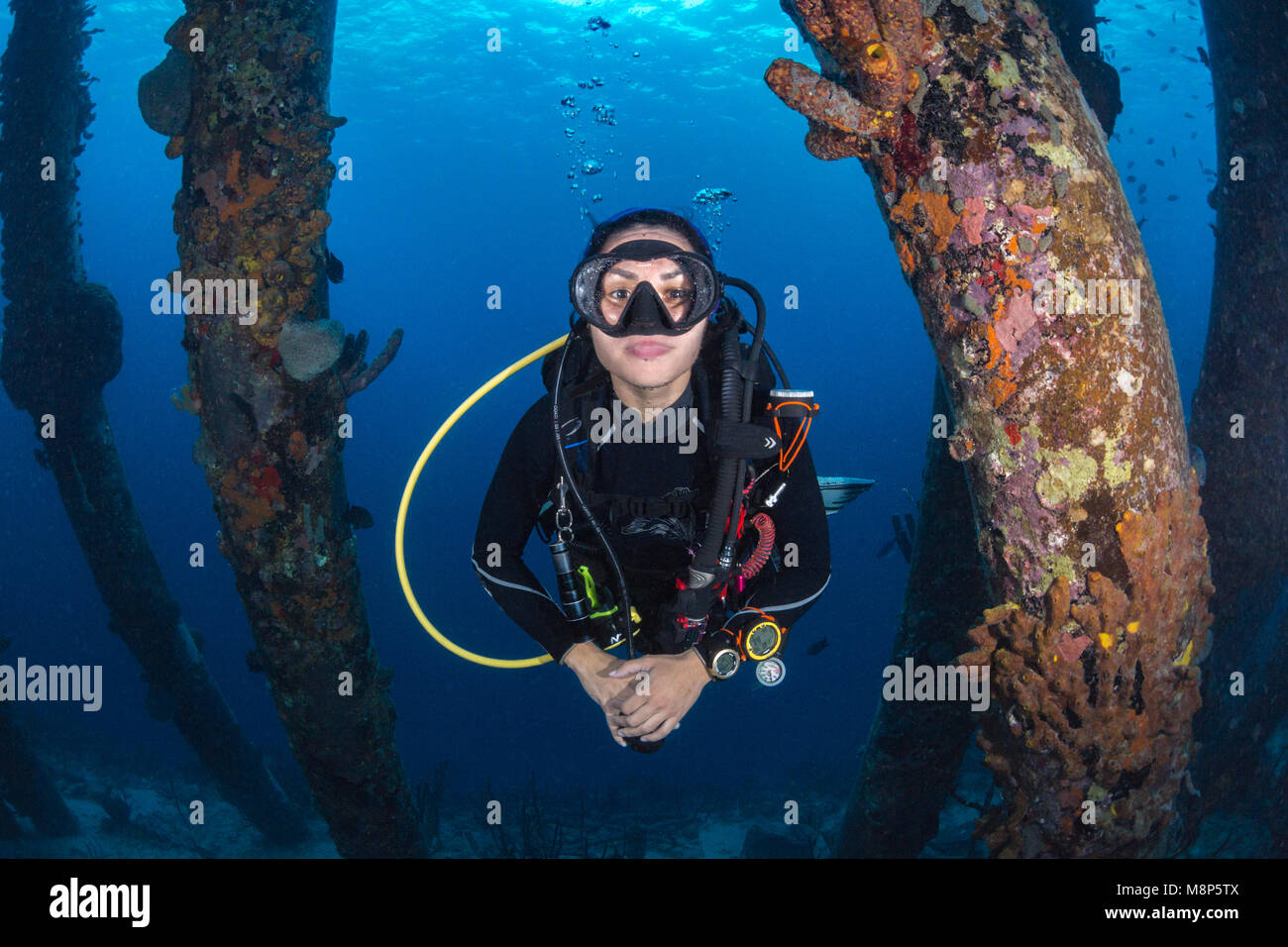 Scuba Diver unter dem Salt Pier, Bonaire Stockfoto