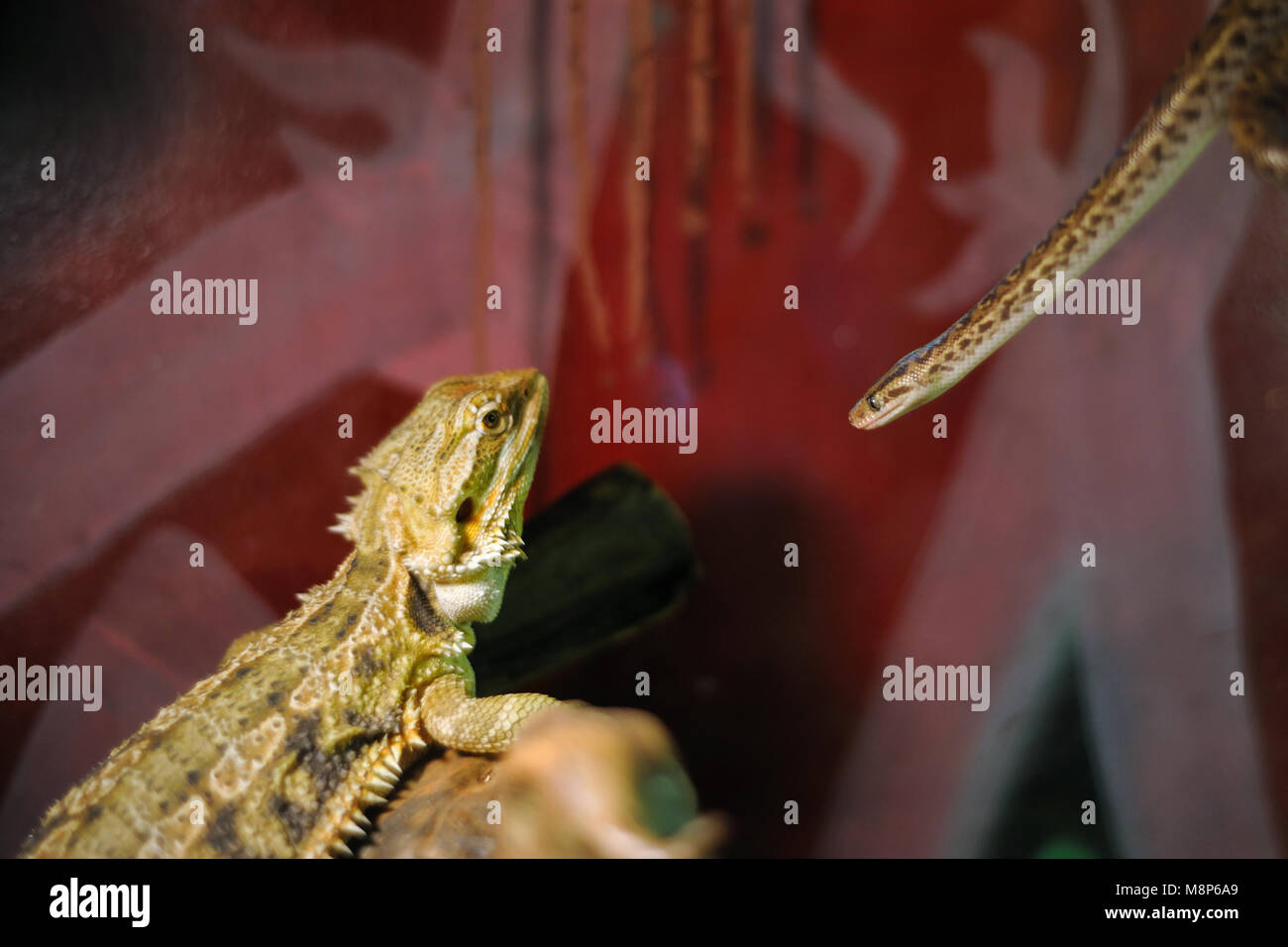 Bartagamen Lizard oder pogona Lizard und kleine Anaconda auf dem roten Hintergrund im Hause Terrarium Stockfoto