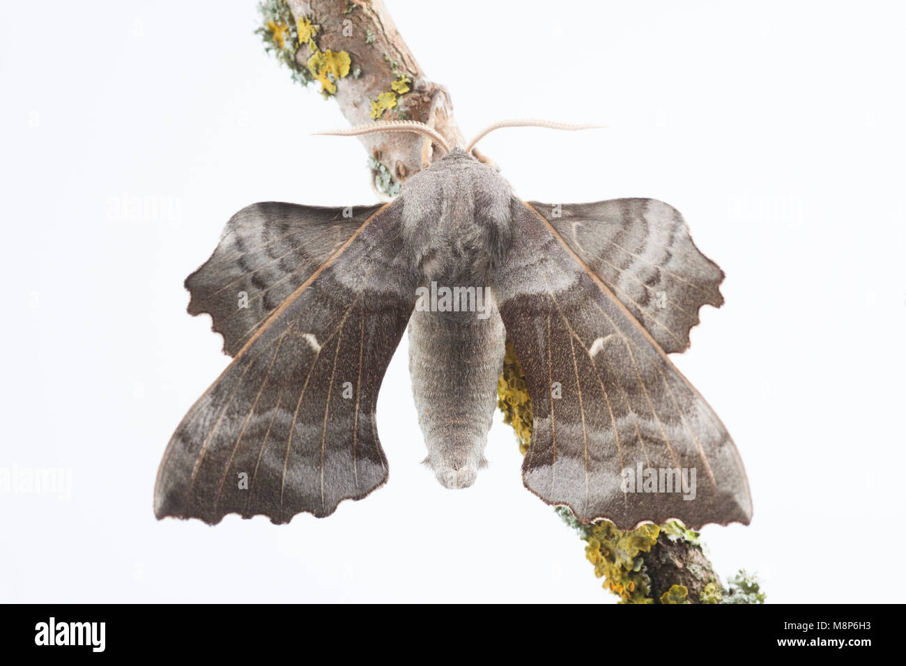 Eine Pappel hawk Moth, Laothoe populi, ruht auf einer Pappel stammen. In Dorset Großbritannien gefunden, studio Bild auf einem weißen Hintergrund. Dorset England UK GB Stockfoto