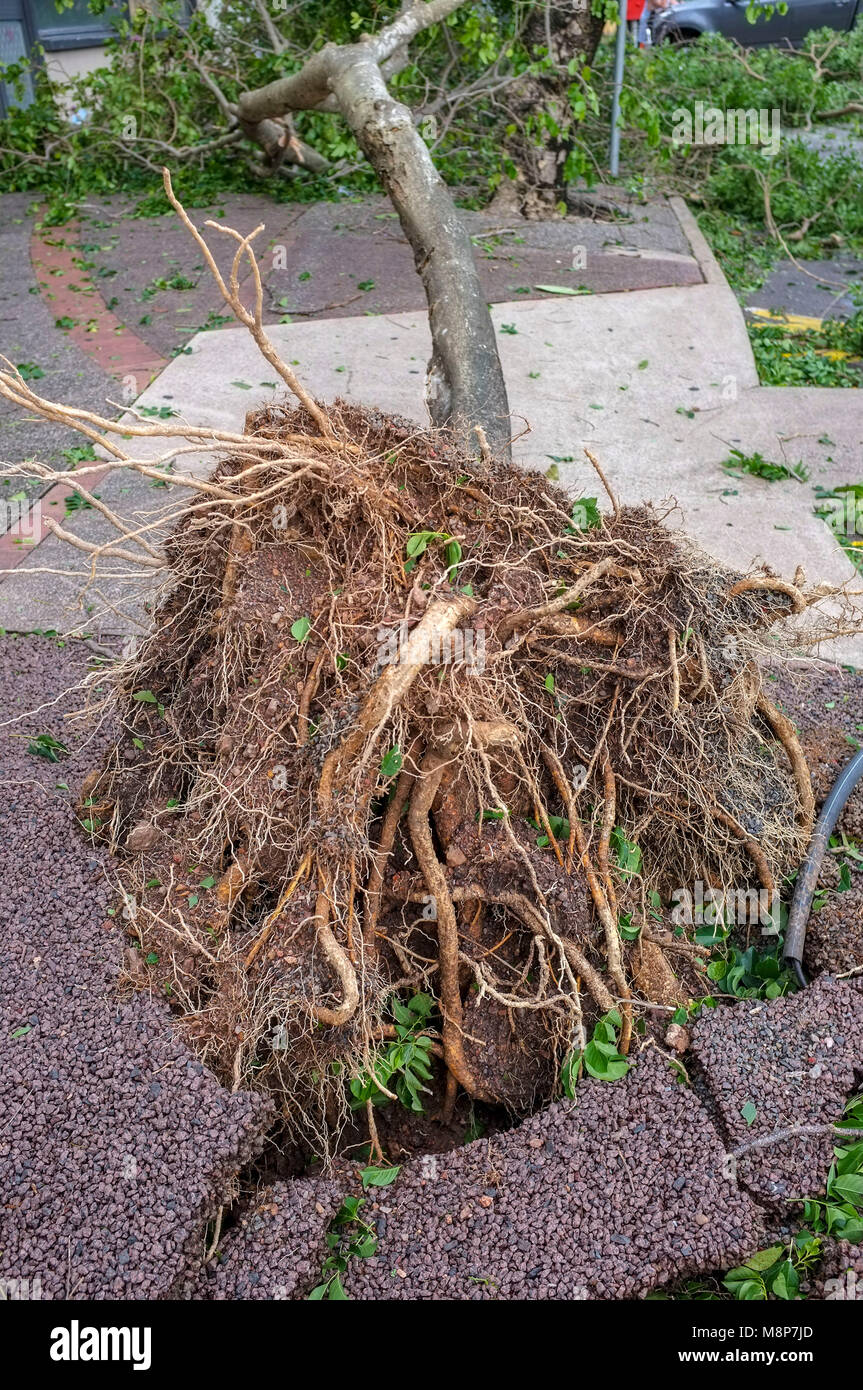 Entwurzelte Baum führt zu einer Beschädigung der Fußweg nach dem Durchzug des tropischen Wirbelsturms Marcus in Darwin, Northern Territory, Australien. Stockfoto