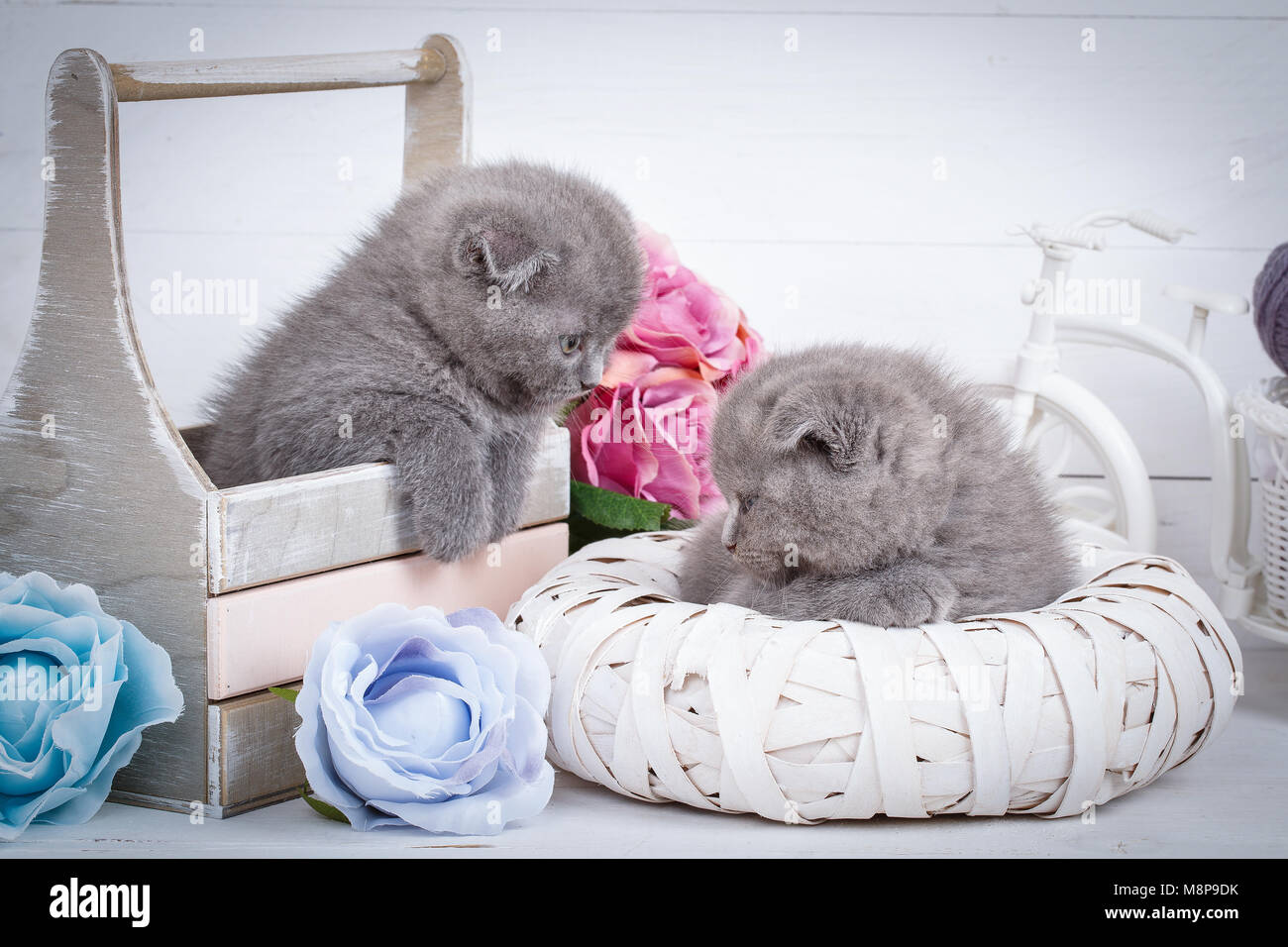 Böswillige grau Scottish Kitten nach einem aktiven Spiel. Schlafen Scottish Fold Katzen Stockfoto