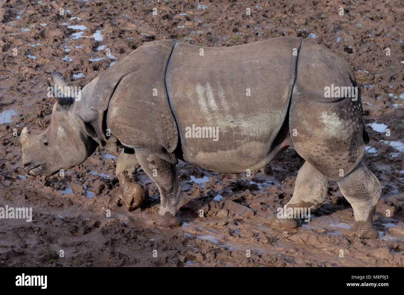 Muddy Rhino Rhinocerus wandern in den Schlamm große grosse starke Tier wild Zoo Stockfoto