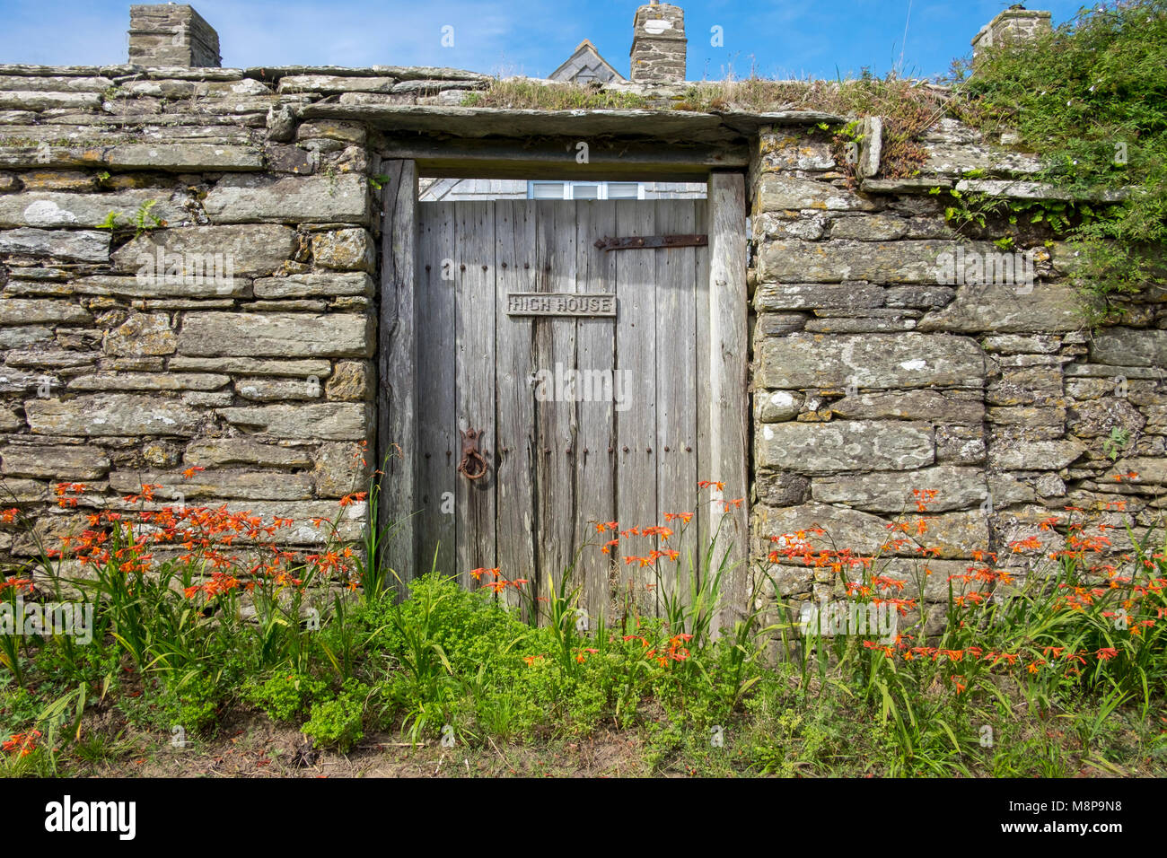 Crocosmia oder Montbretia, wachsende gegen alte Steinmauer in Devon Stockfoto