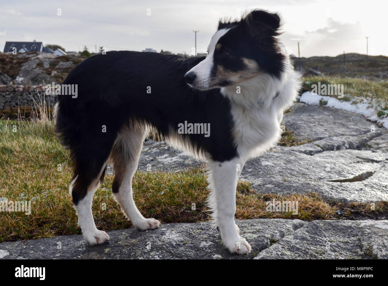 Hund in der wilden irischen Landschaft allein im Wind schwarze und weiße Haare Stockfoto