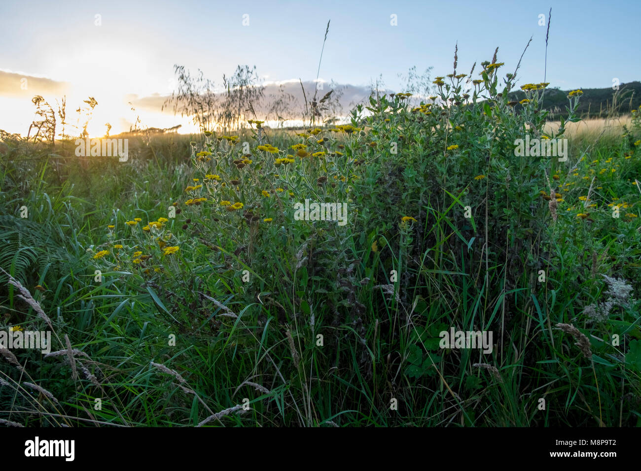 Gemeinsame Berufskraut, Pulicaria dysenterica wachsenden am Rand des Feldes in South Devon Stockfoto