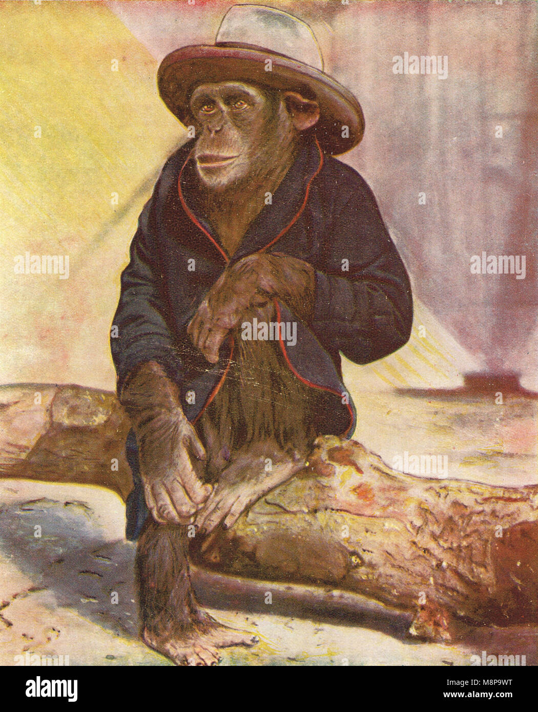 Schimpanse gekleidet wie ein menschliches, trug Hut und Mantel Stockfoto