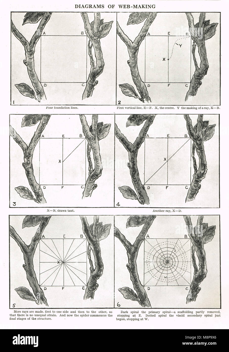 Diagramm der Stufen der web Bau Stockfoto
