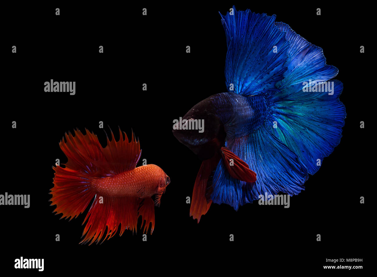 Siamese Fighting Fish Half Moon Langen Blauen Schwanz Hmpk Und Rote Krone Schwanz Im Kampf Gegen Die Aktion Betta Splendens Auf Schwarzem Hintergrund Isoliert Stockfotografie Alamy