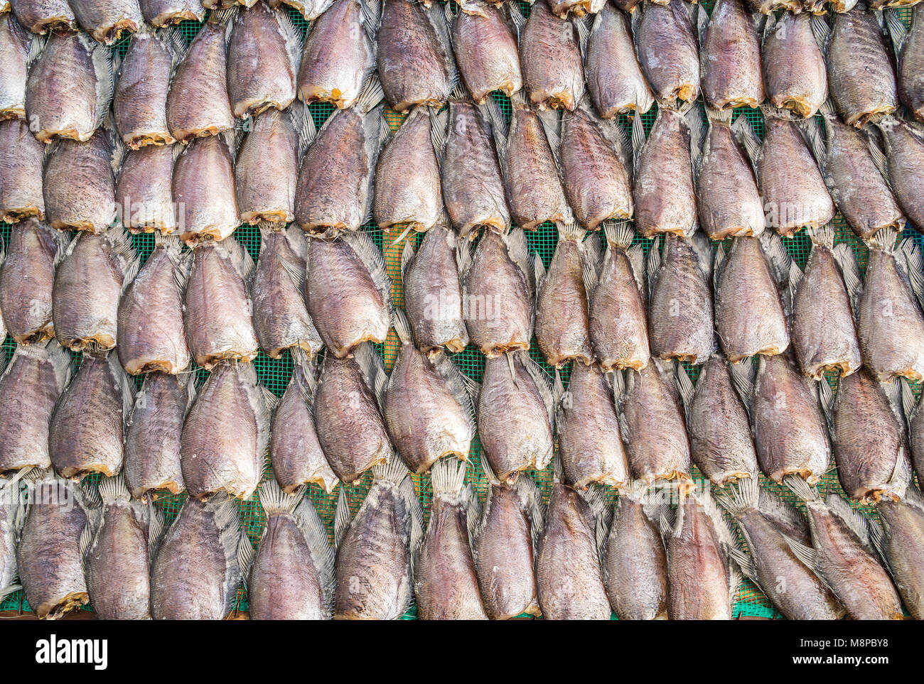 Ein Bambus Regal ist mit viele kleine Fische bedeckt, eine Heftklammer und beliebte Speisefische, trocknen in der Sonne Stockfoto