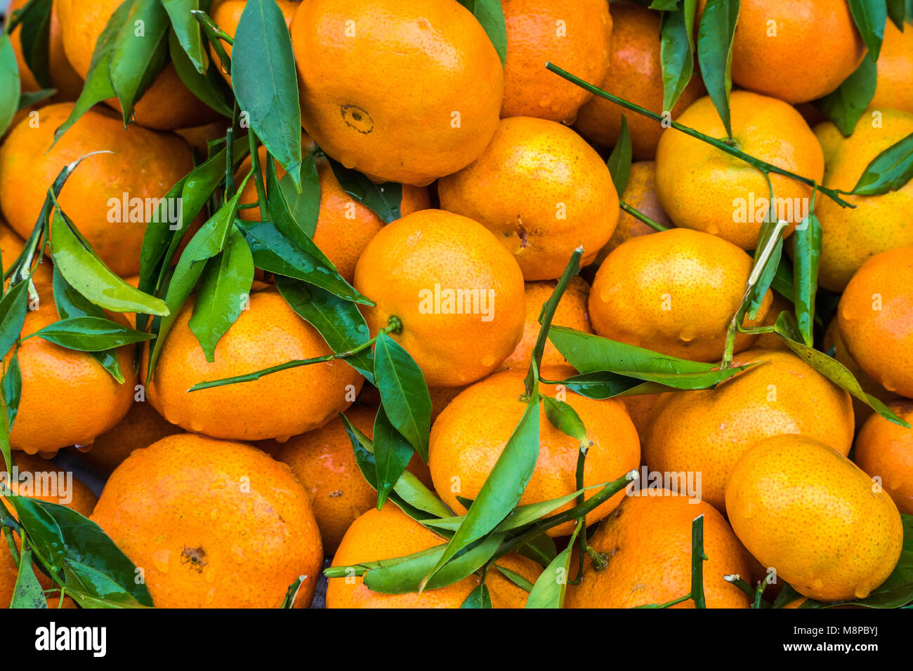 Bündel frische Mandarinen Orangen auf dem Markt Stockfoto