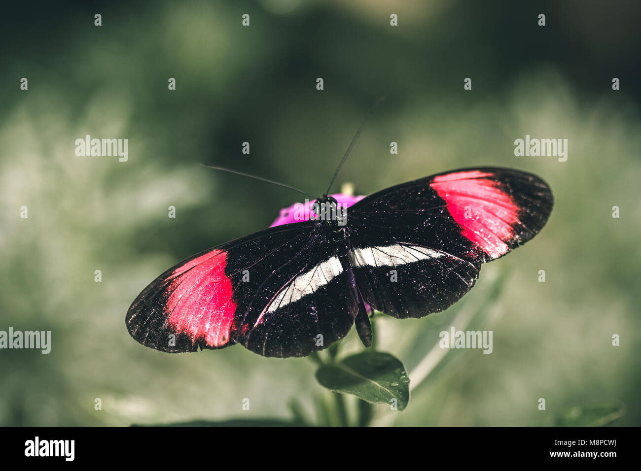 Rot Postbote (Heliconius erato) Schmetterling, auch bekannt als der kleine Briefträger bekannt, die rote Passionsblume Schmetterling, oder den Crimson-gepatcht longwing. Stockfoto