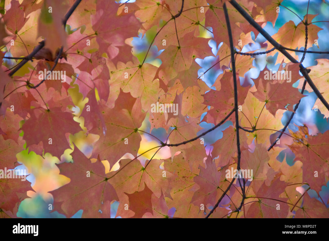 2-in-1-Herbst Ahorn Blätter Stockfoto