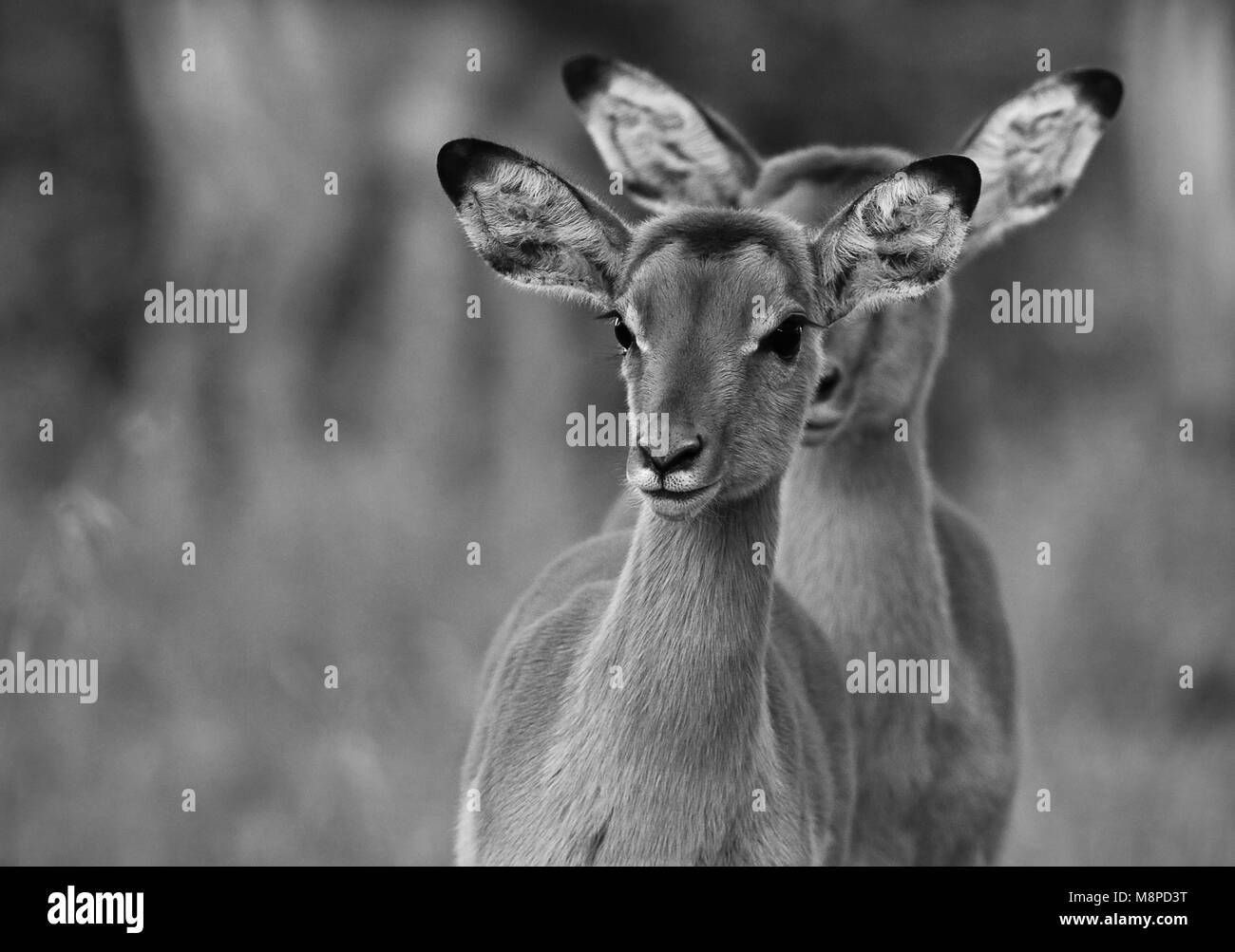 Schwarz-Weiß-Bild von Impalas in Ol Pejeta Conservancy, Kenia Stockfoto