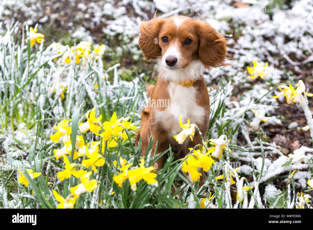 11 Monate alte cockapoo Pip dargestellt in verschneiten Narzissen in Gravesend, Kent. Stockfoto