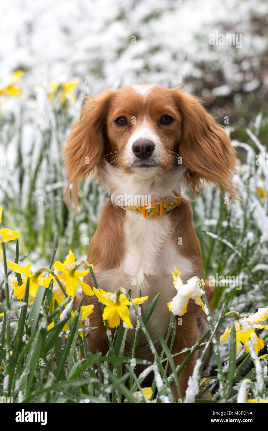 11 Monate alte cockapoo Pip dargestellt in verschneiten Narzissen in Gravesend, Kent. Stockfoto
