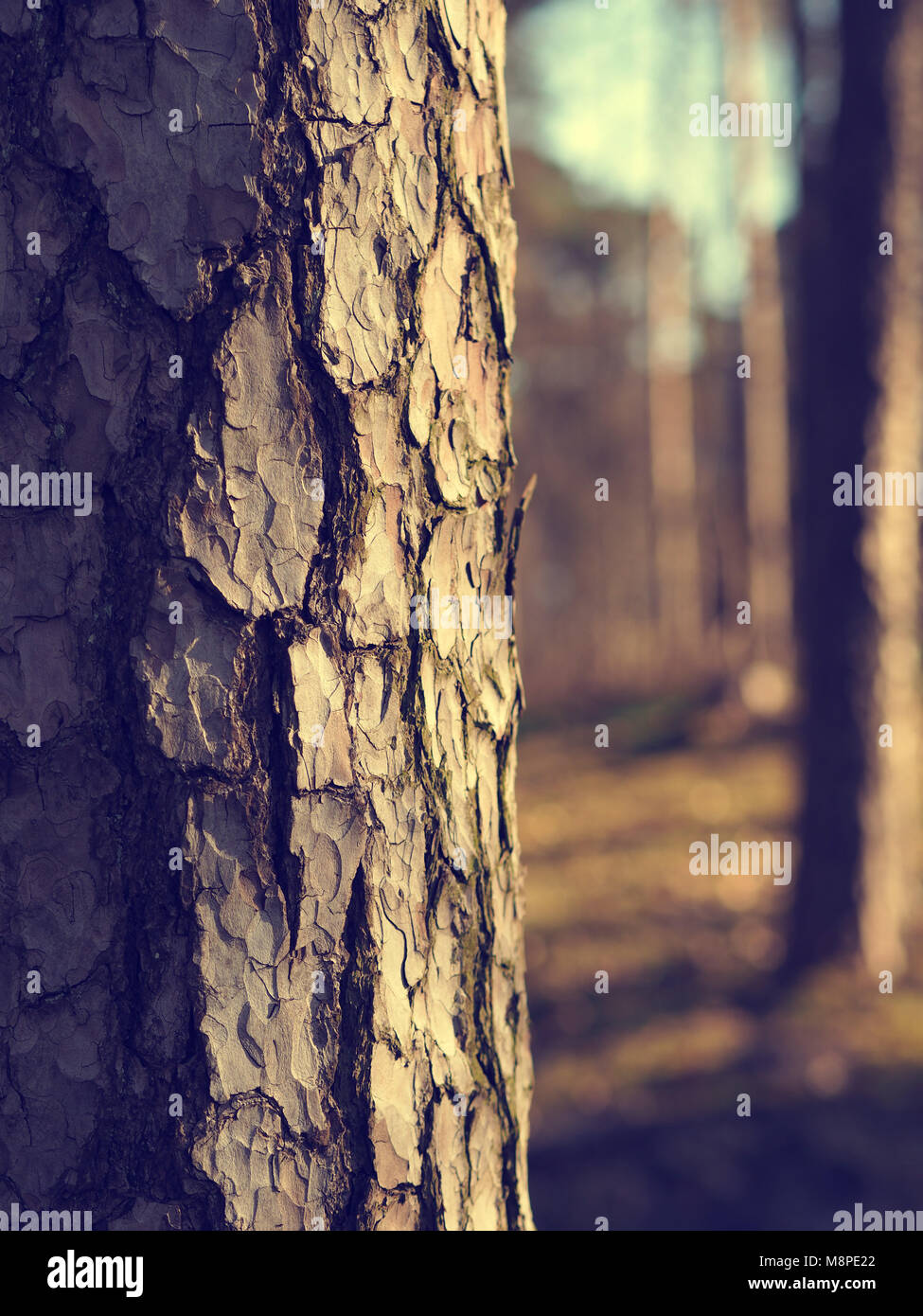 In der Nähe von einem schönen Baum an einem kalten Morgen, natürlichen Jahreszeit Hintergrund Stockfoto