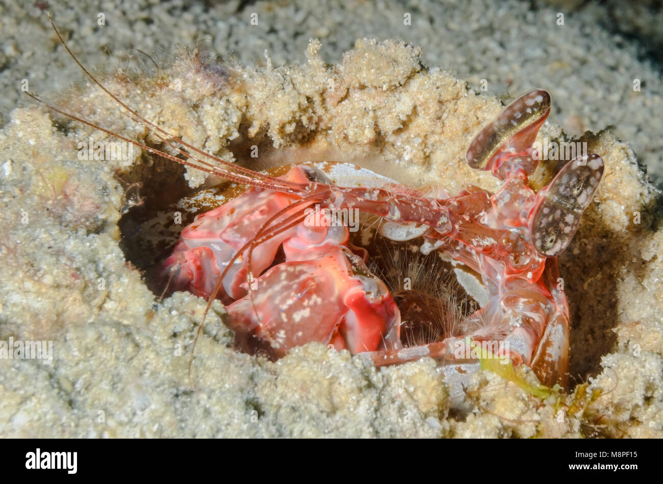 Lisa's Mantis Shrimps, Lysosquillina Lisa, Anilao, Batangas, Philippinen, Pazifik Stockfoto