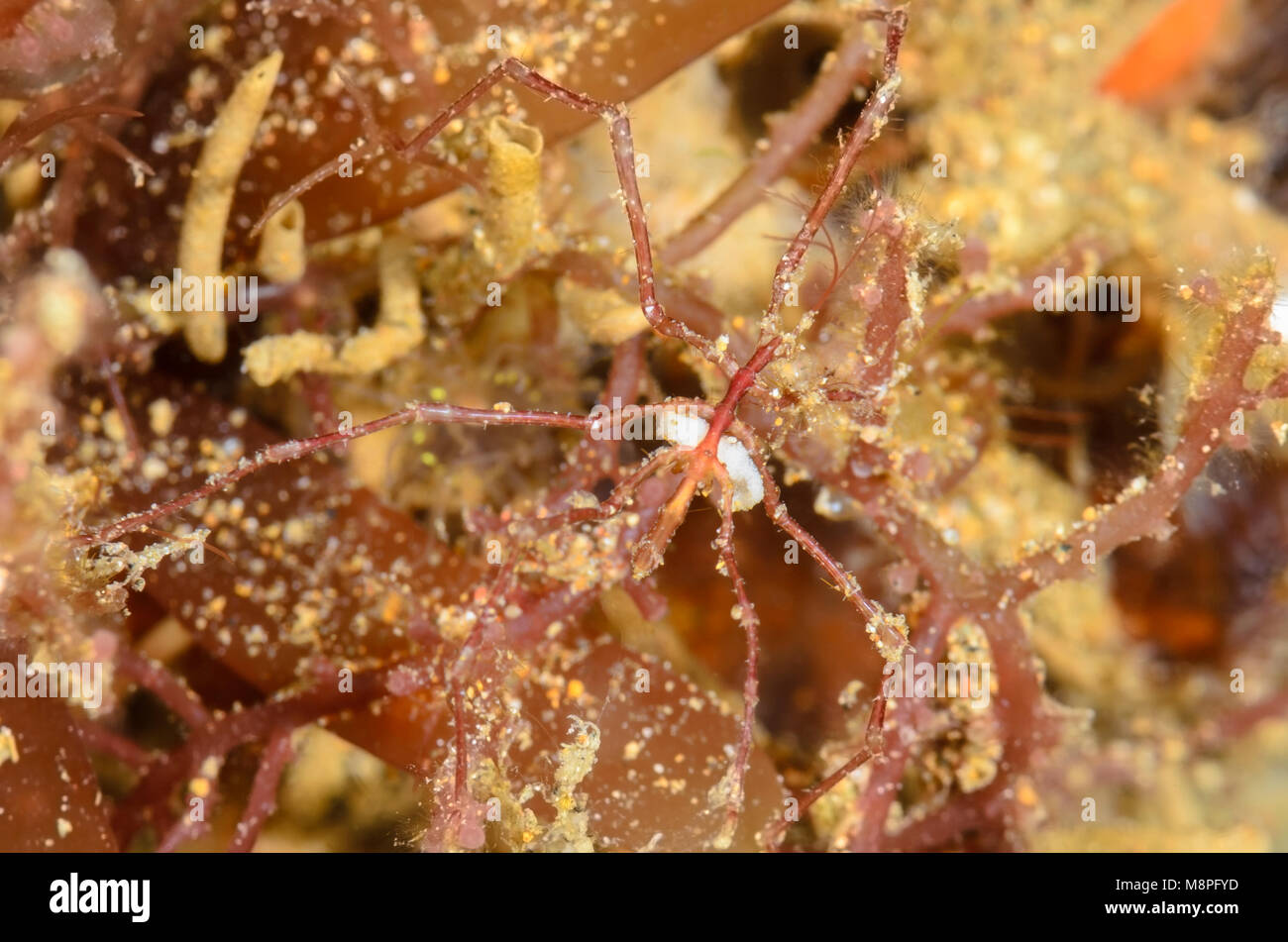 Sea Spider, Pycnogonid sp. mit Eiern, ahmt die rote Algen wo es lebt, Anilao, Batangas, Philippinen, Pazifik Stockfoto