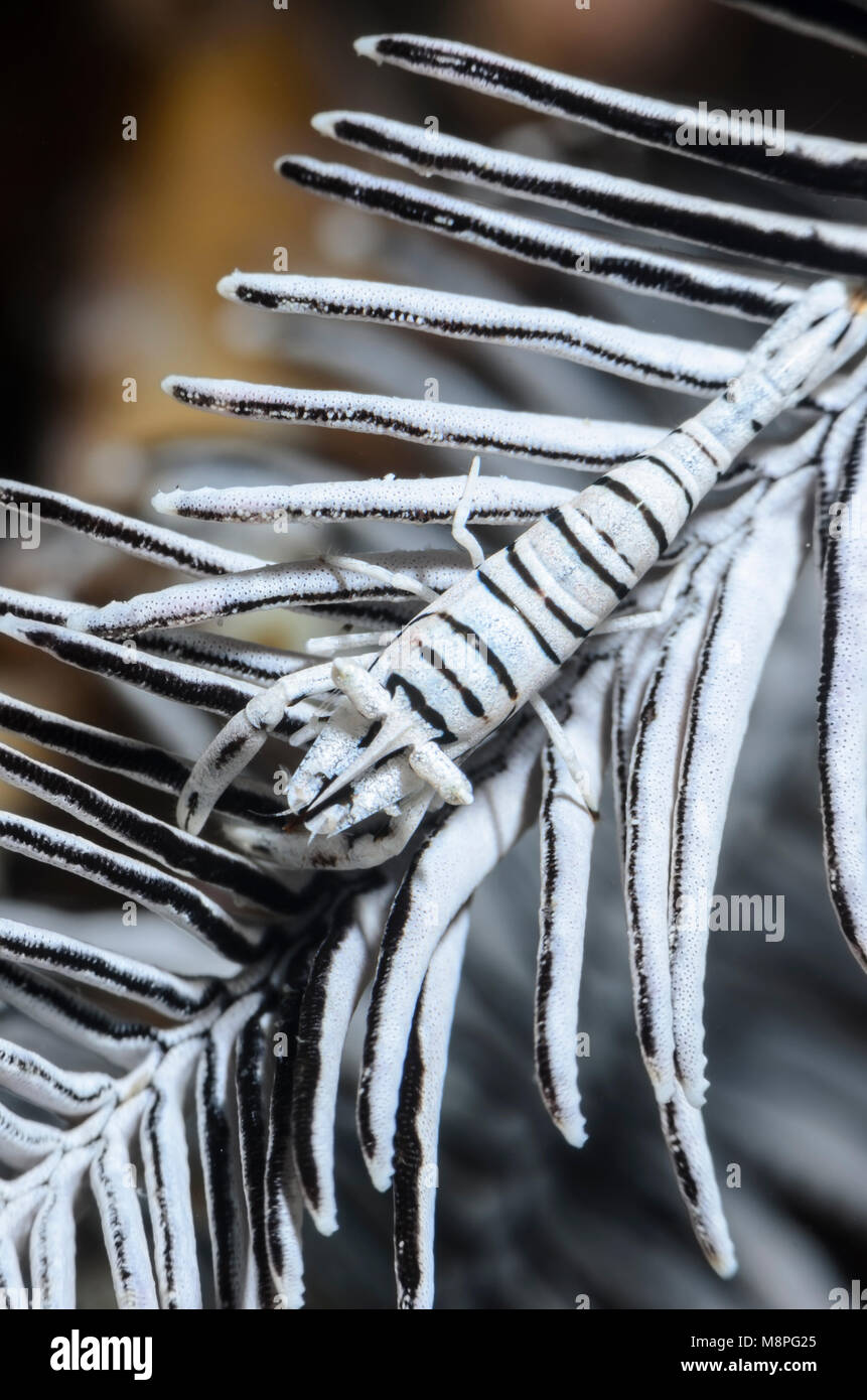 Kommensalen crinoid Garnelen, Laomenes sp., Anilao, Batangas, Philippinen, Pazifik Stockfoto