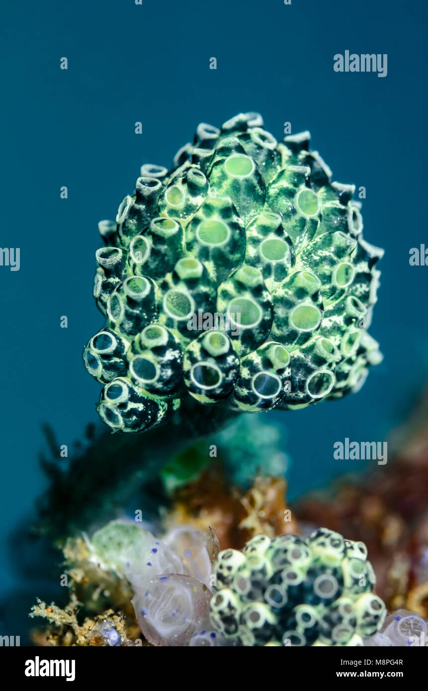 Bottlebrush Ascidian oder Tunicate, Nephtheis fascicularis, Anilao, Batangas, Philippinen, Pazifik Stockfoto