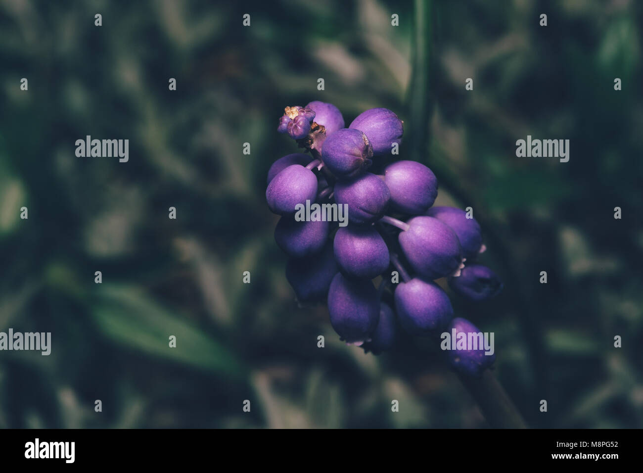 Nahaufnahme von einem blauen Traubenhyazinthen, Muscari neglectum Stockfoto