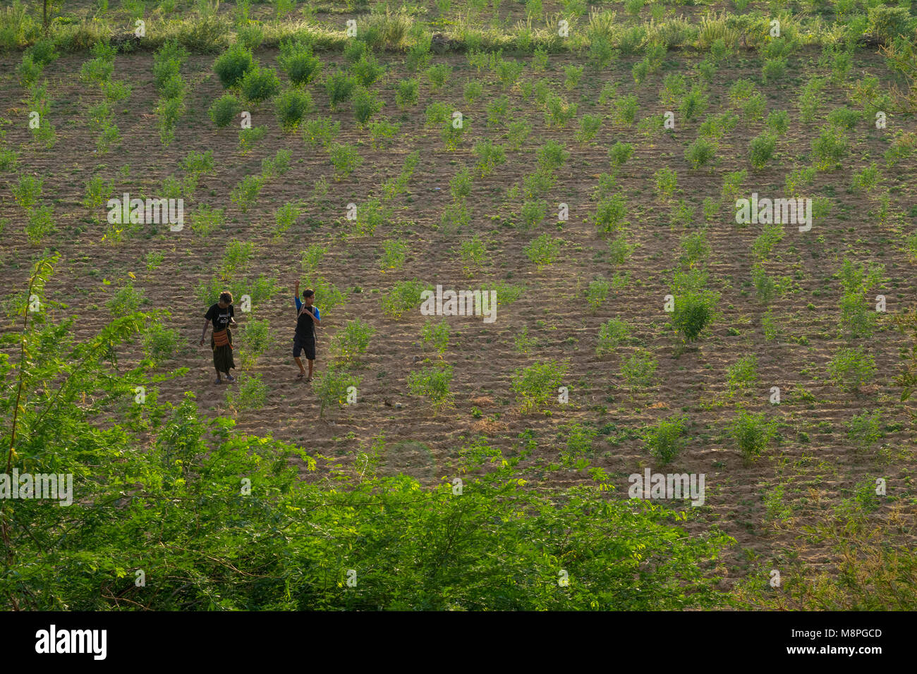 Ein paar der burmesischen Jungen, Jugendliche, Jugendliche zu Fuß auf den Boden von den Furchen des Feldes, mit Sträuchern wachsenden, in einer ländlichen Gegend von Bagan, Burma, Myanmar Stockfoto