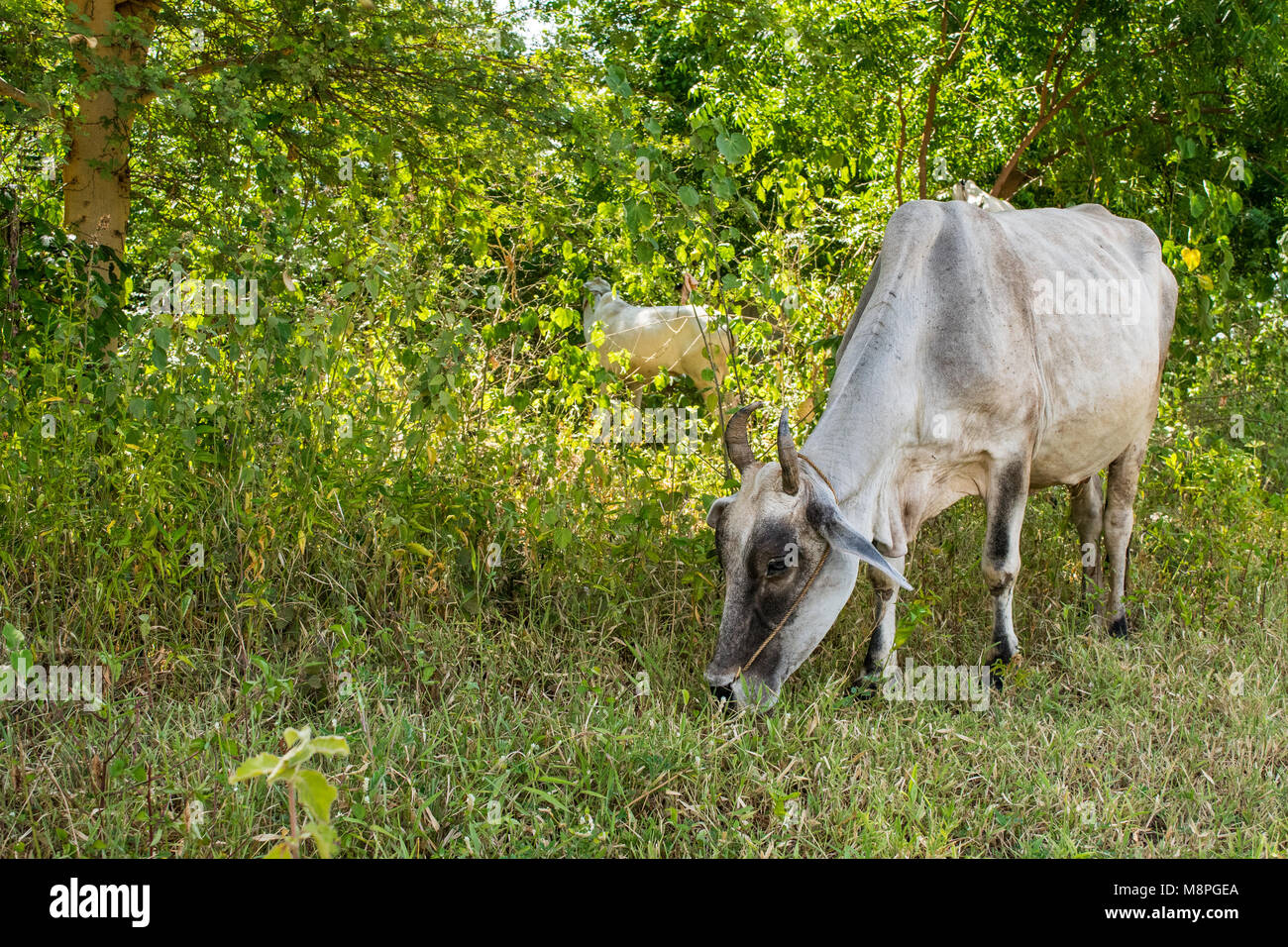 Eine weiße zebu Kuh auf der Weide Gras auf der Seite einer ländlichen Landschaft Straße in Bagan, Myanmar, Birma, Süd Ost Asien. Die burmesische Landwirtschaft Viehbestand Stockfoto