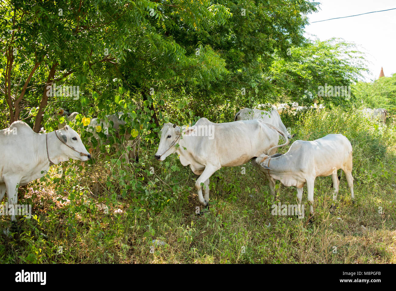 Eine Familie von Weißen zebu Rinder, Kühe füttern, das am Straßenrand im ländlichen Bagan, Burma, Myanmar, SE-Asien. Zebu Kalb saugen von seiner Mutter Kuh, Bulle Stockfoto
