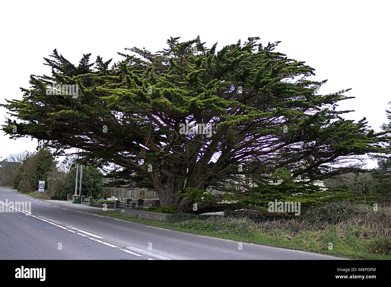 Diese massive Cupressus macrocarpa, Monterey Zypern Überhänge an der Straße nach Ballydehob, Irland. Stockfoto