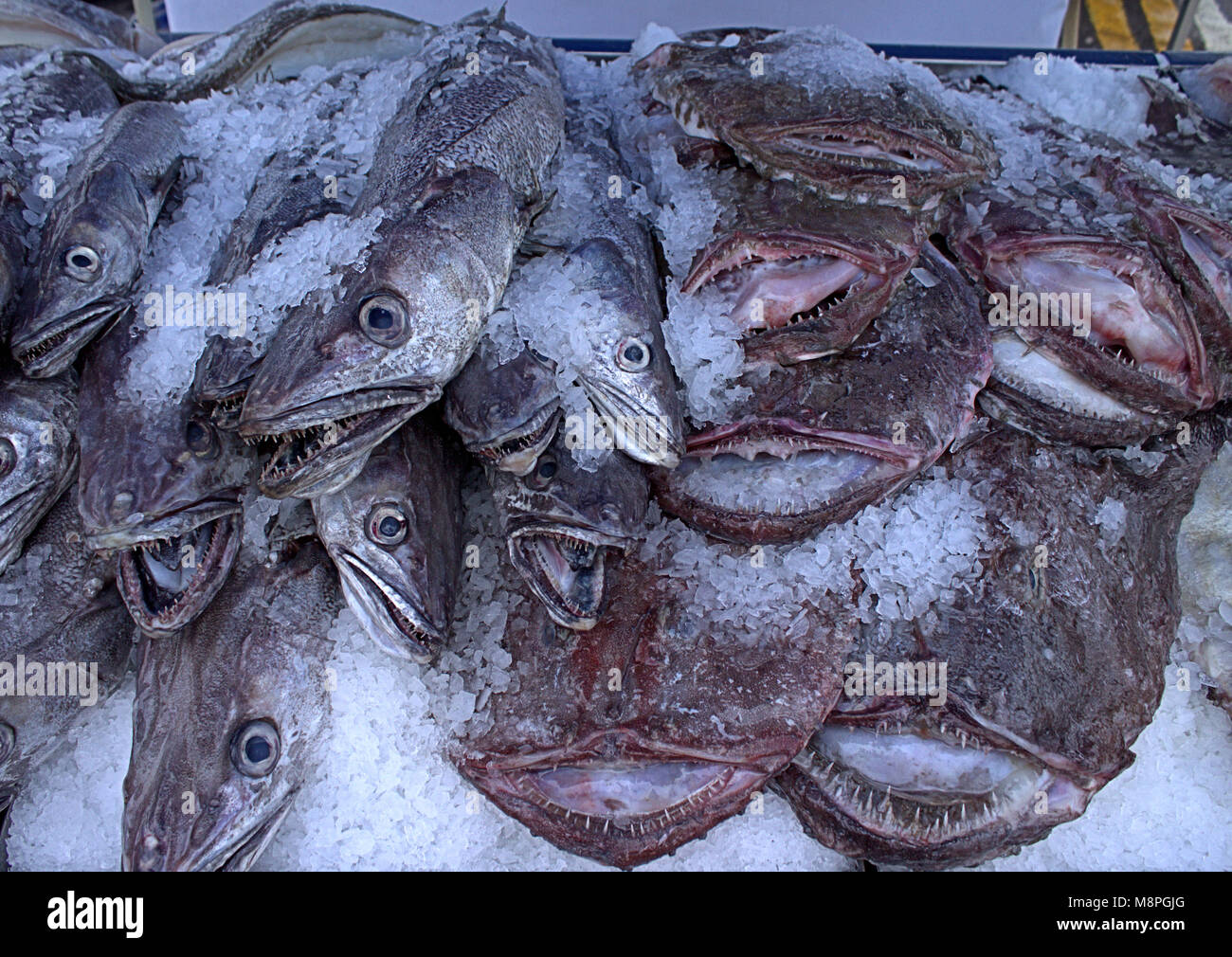 Frischer Fisch auf Eis landete an diesem Tag zum Verkauf auf dem Lebensmittelmarkt, West Cork, Irland. Stockfoto
